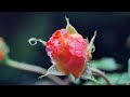 Rose Flower HD Video | Stock footage of Rose | HD vdoz